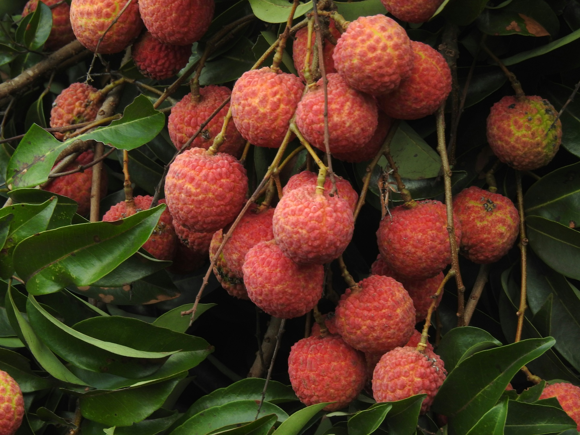 Dinajpur Litchi